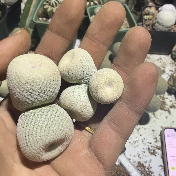 请****小人帽子群头仙人球0110两个