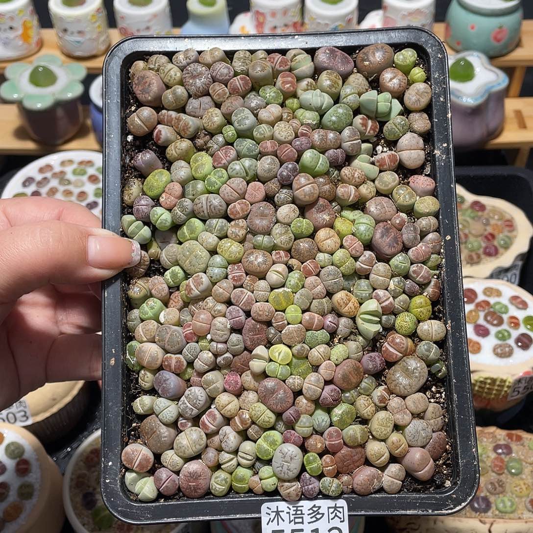 带盆土植物 一物一拍5512
