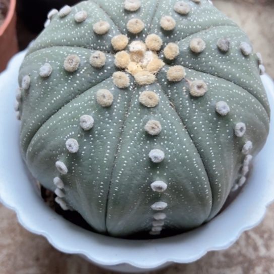 星兜仙人球仙人球