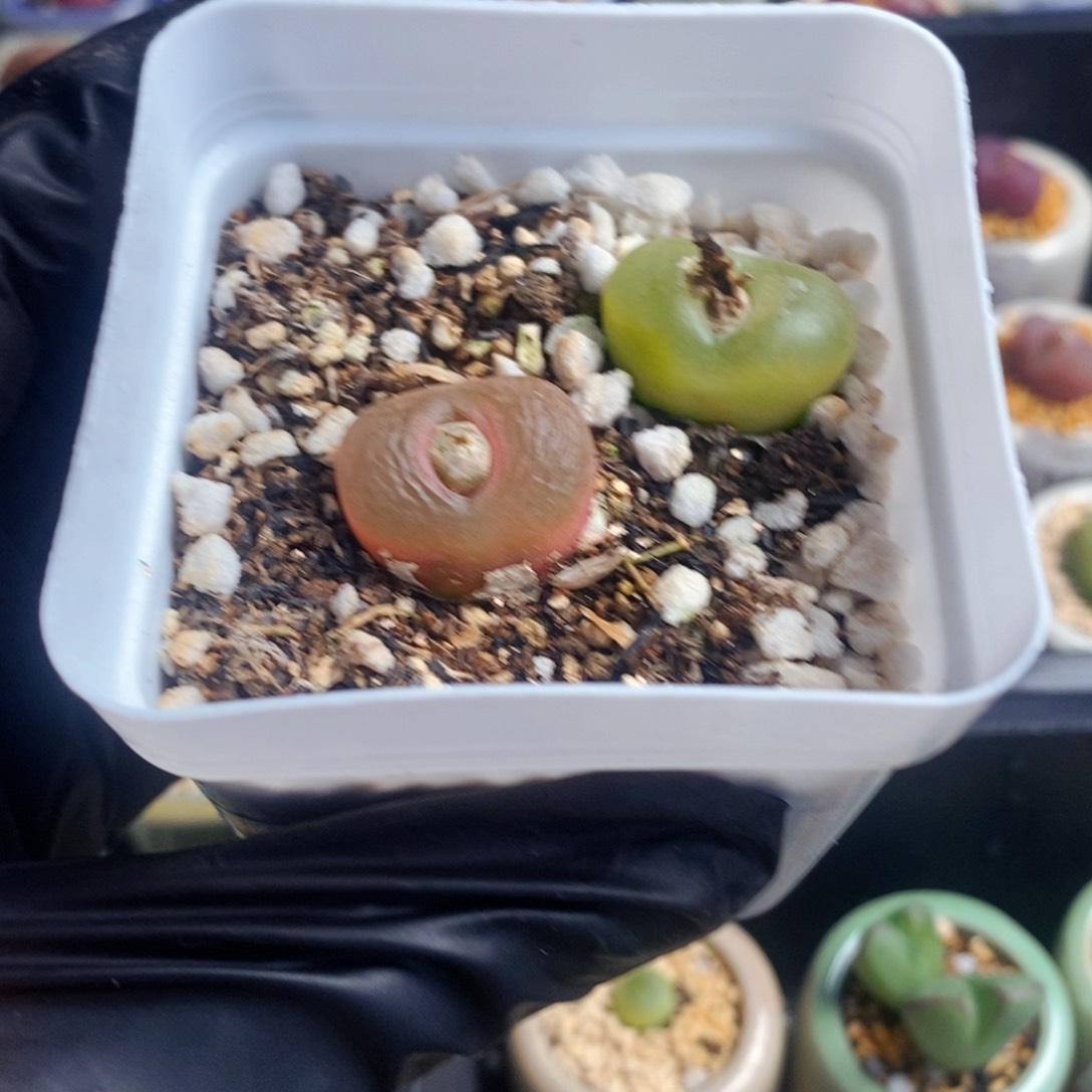 1921 蟠桃1801.1母本 可带盆 2颗