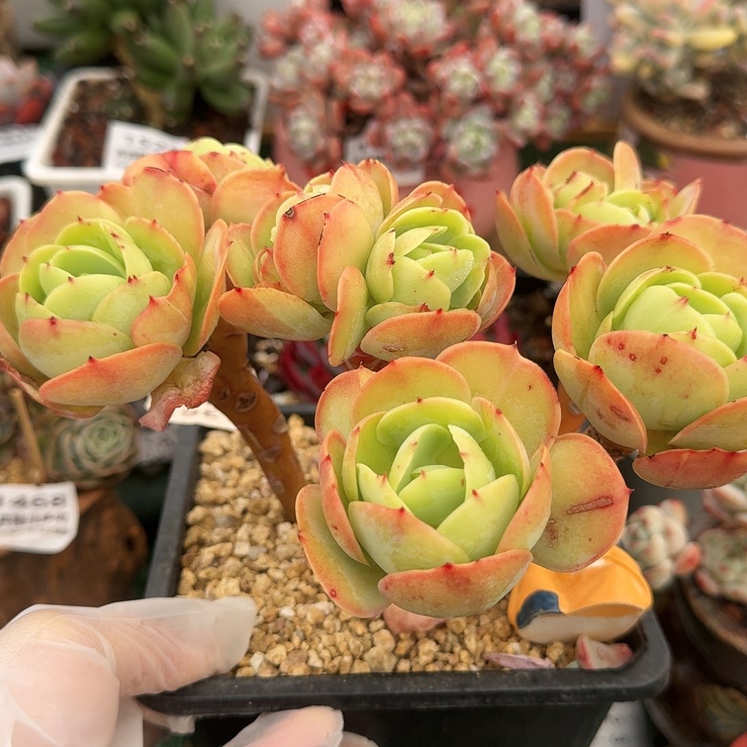 1365一物一拍（满28包邮）