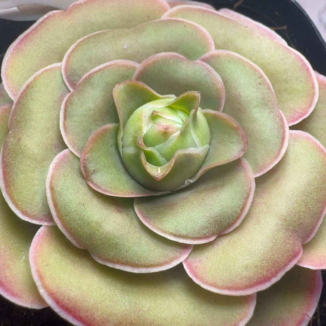 楹楹-92清秋-冠幅  5cm