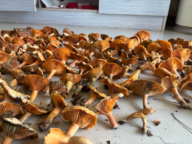 新鲜松菇农家可炒菜的菌菇抽焯水真空发货