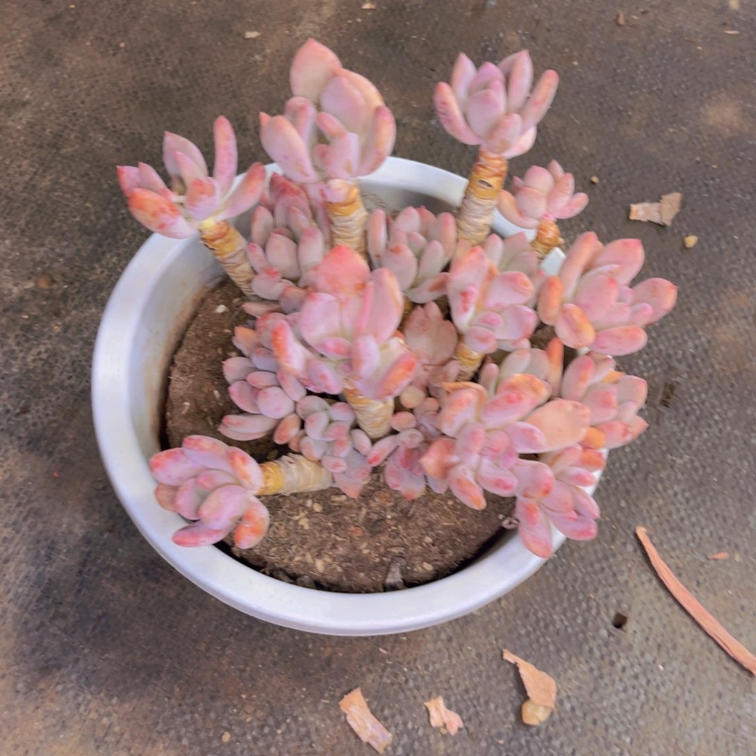 灰姑娘多肉植物盆栽