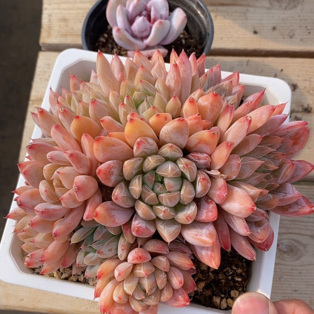 可问主播品种，下滑链接更多品种多肉选择