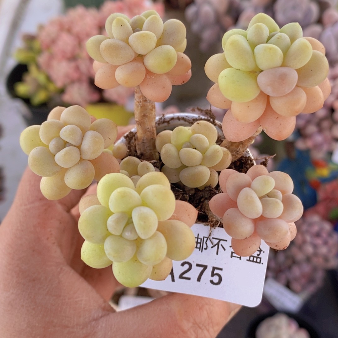 洛可可6cm275多肉植物
