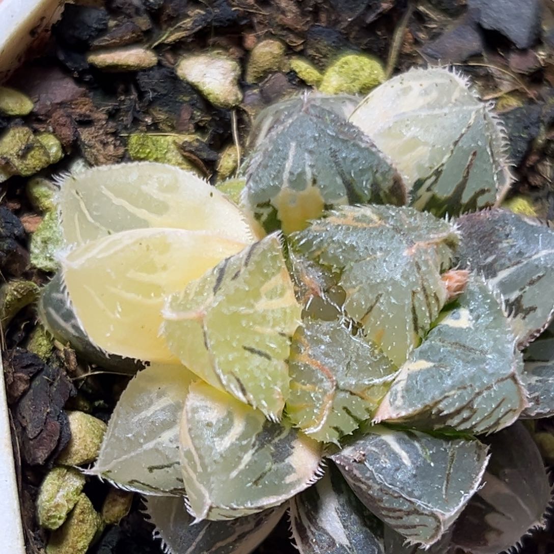 恭喜发财大吉大利902