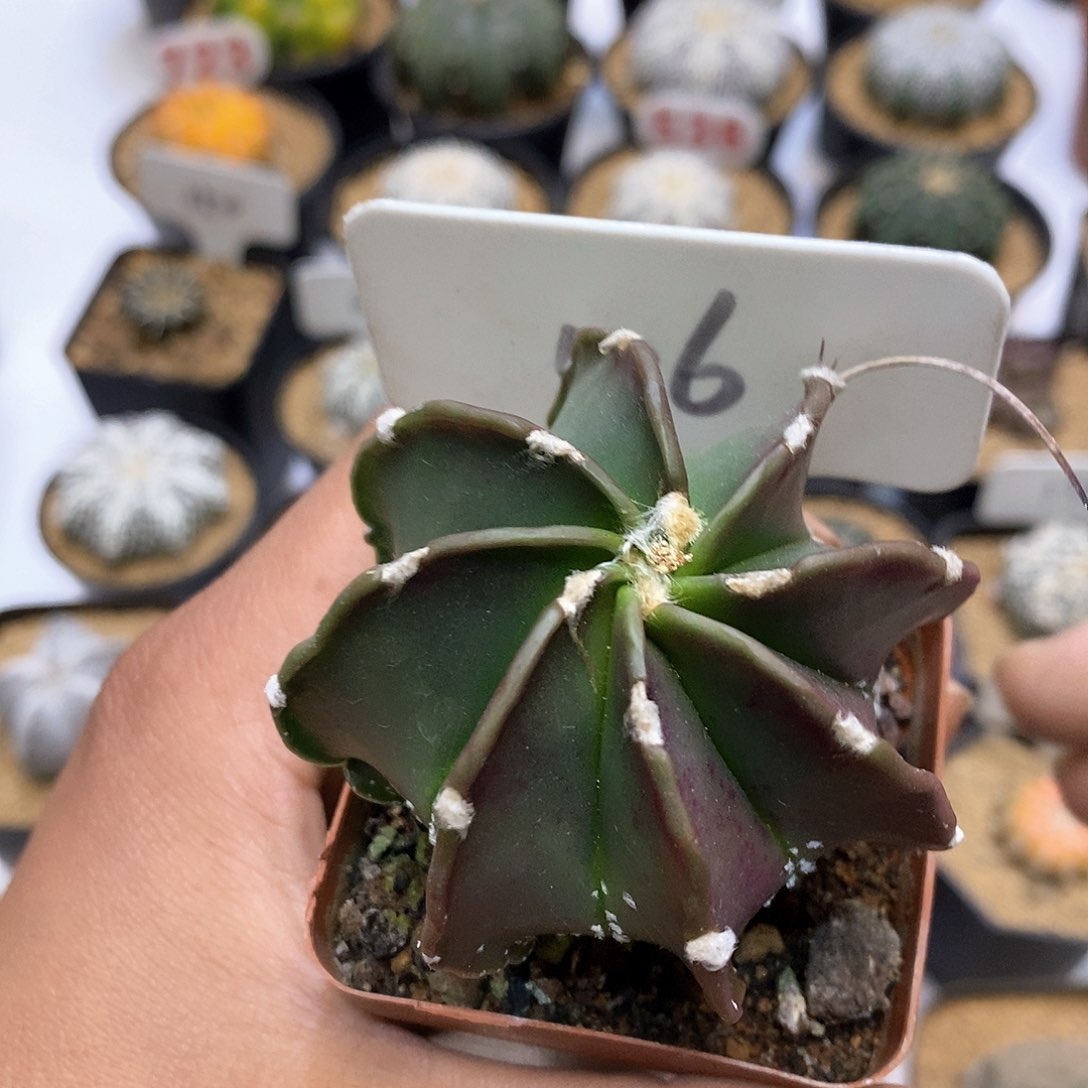 开播后我还没特价款