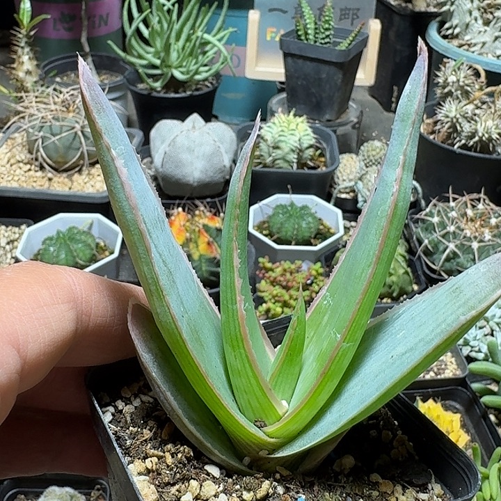 586银芳锦芦荟脱土发货