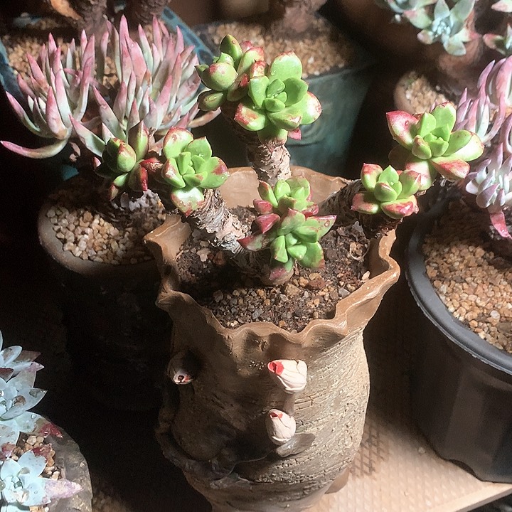 8061青钢苹果叶多肉