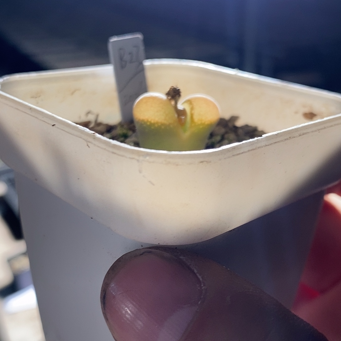 21362。 b23母本。    