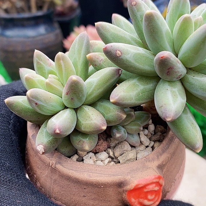 伊卡鲁斯整无砍多肉