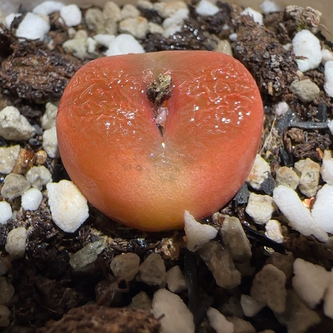 肉锥多肉植物百科31-水蜜桃1323