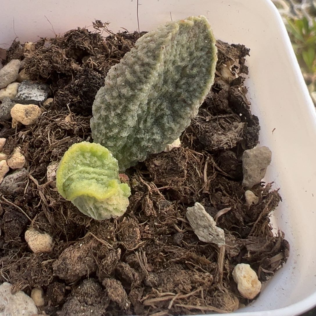 *****雪融姬大苗多肉82