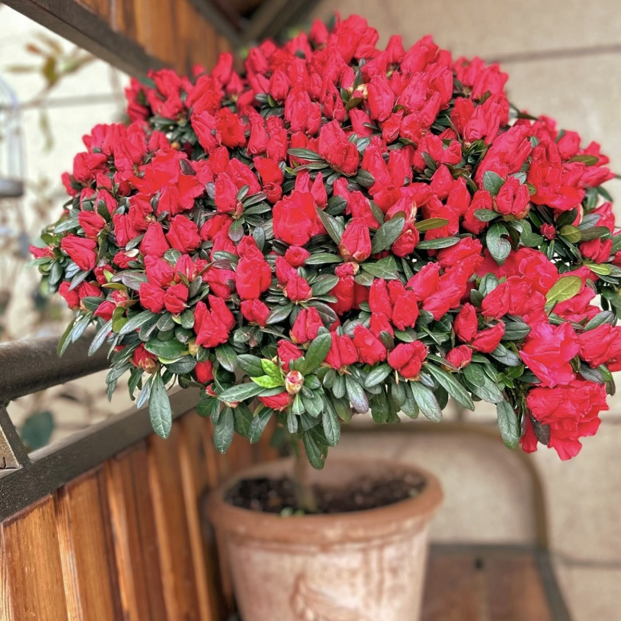 《杜鹃花》杨梅红盆栽带花苞四季开花室内外阳台好养易活绿植花卉