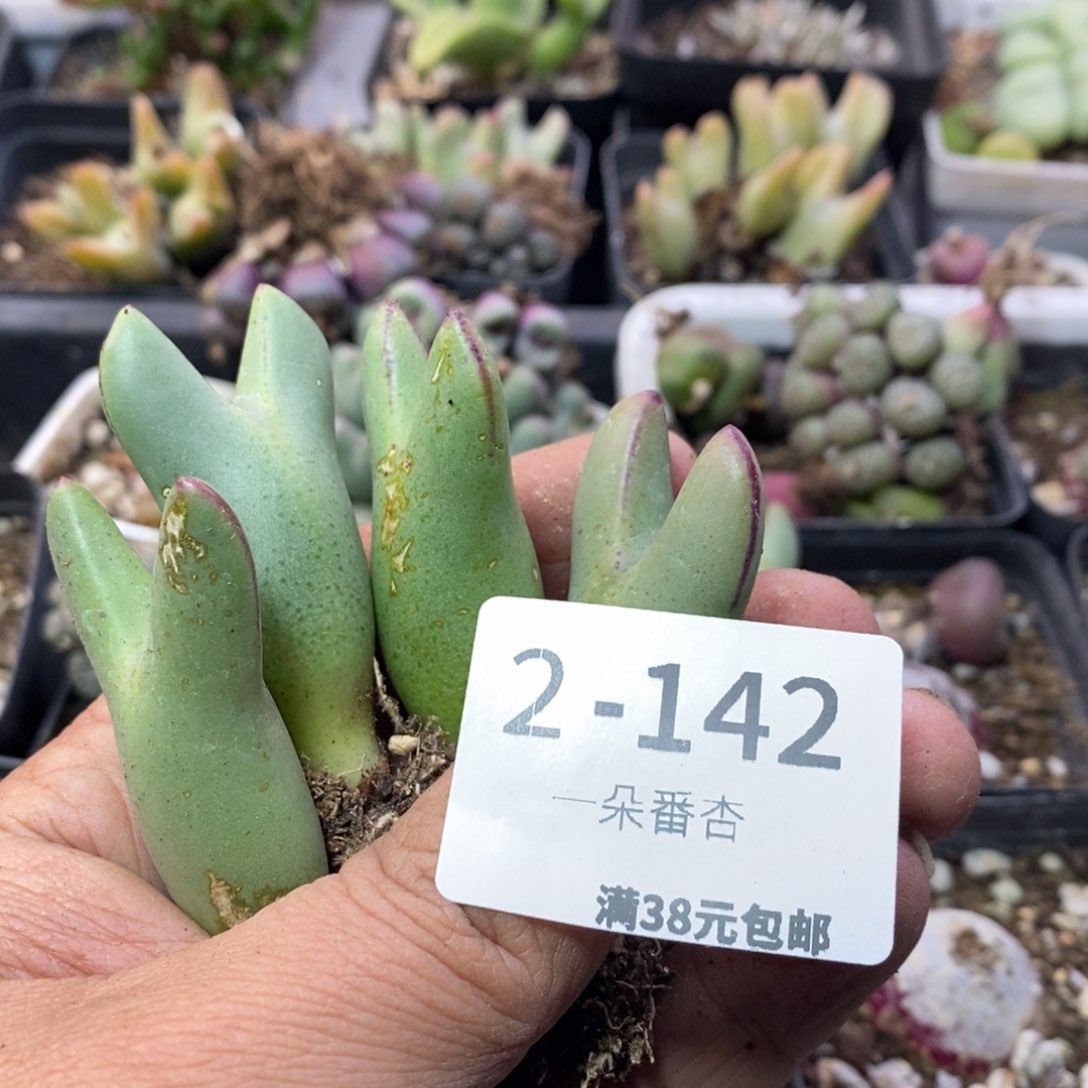 樂****)469969999999989888