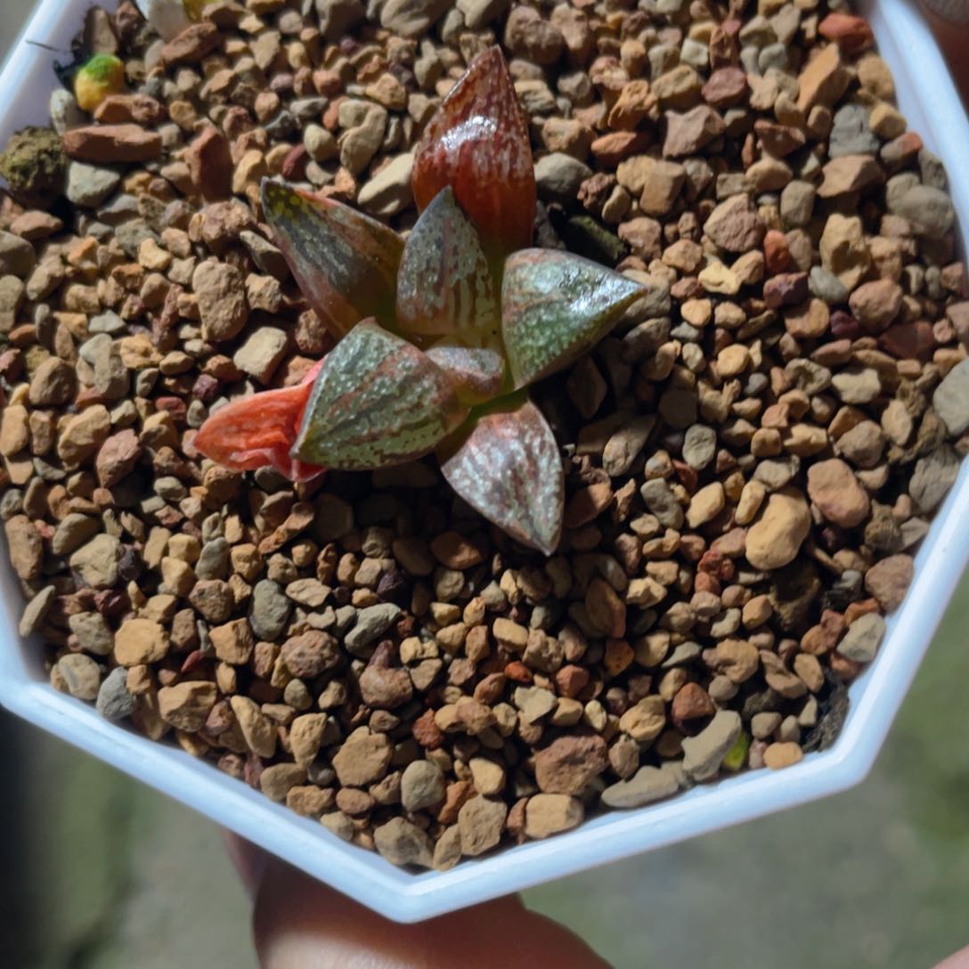 十二卷多肉银叶之前寿锦。  