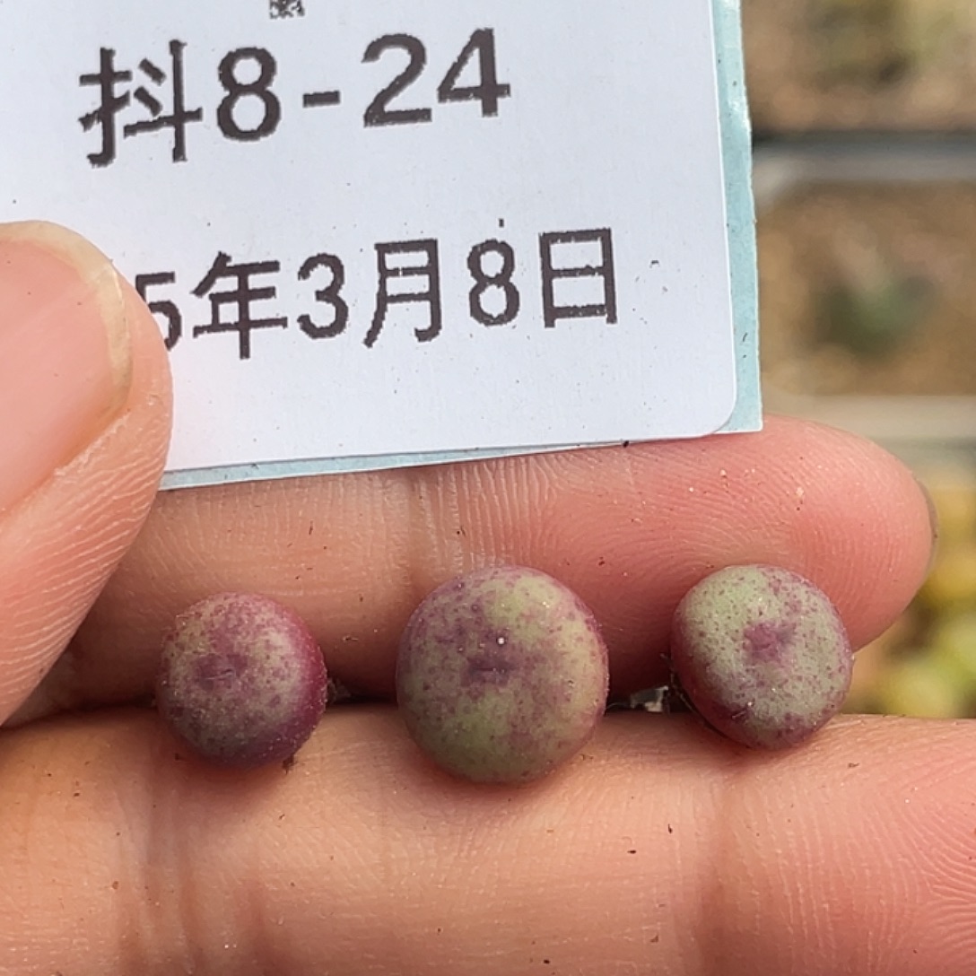 8-24嘴427多肉植物