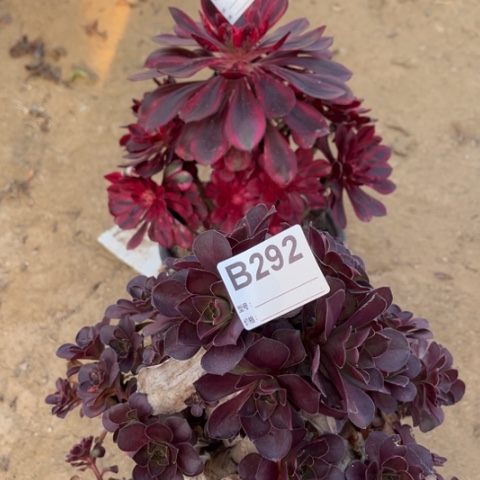 多肉植物魅金香奈儿