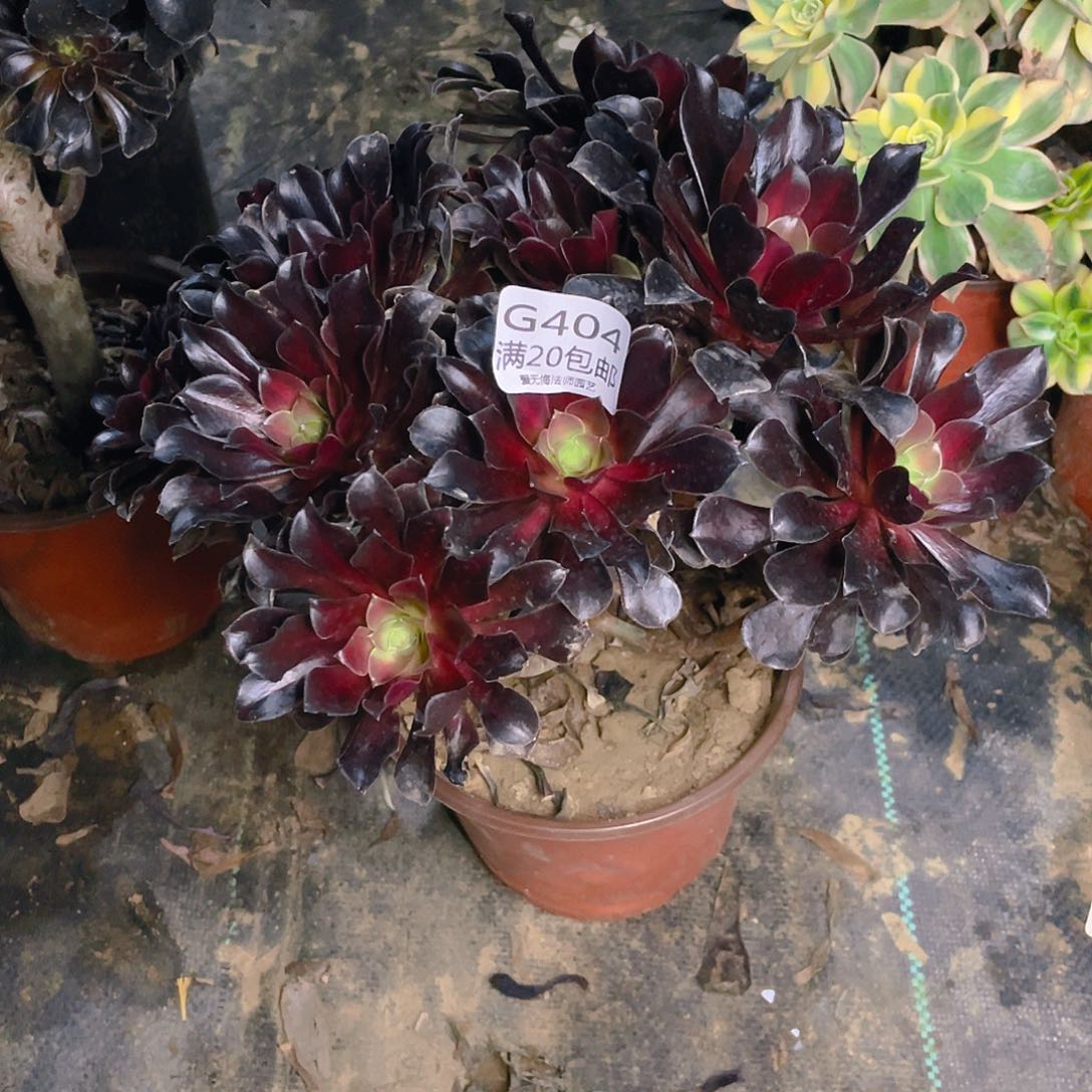 404花纳锦多肉没有主头