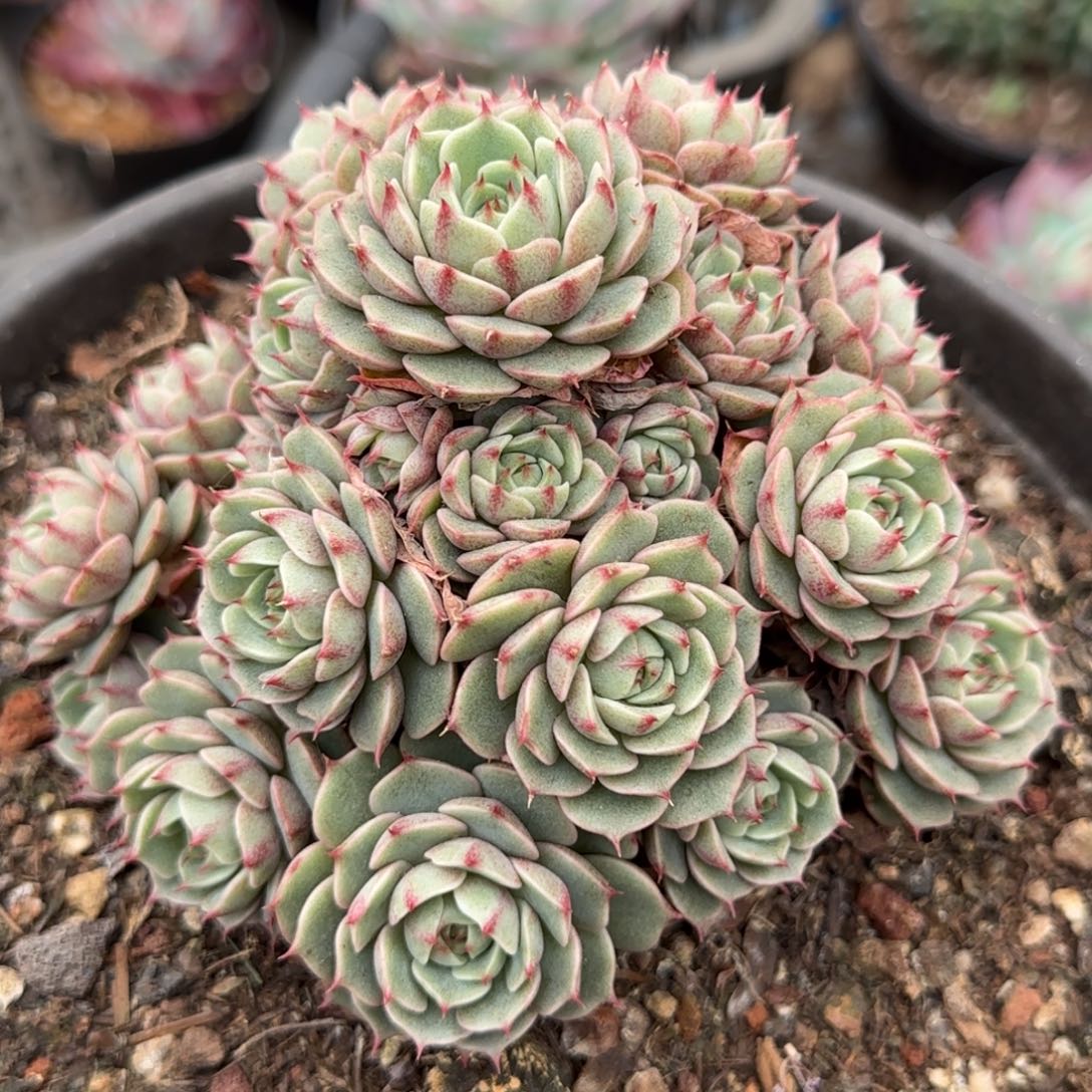 本吧惊鸿一物一拍包装收缩花旱