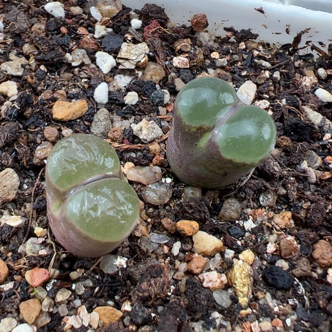 1.19好看的多肉717