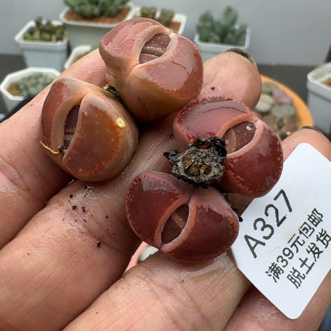 327哈哈哈哈哈哈哈