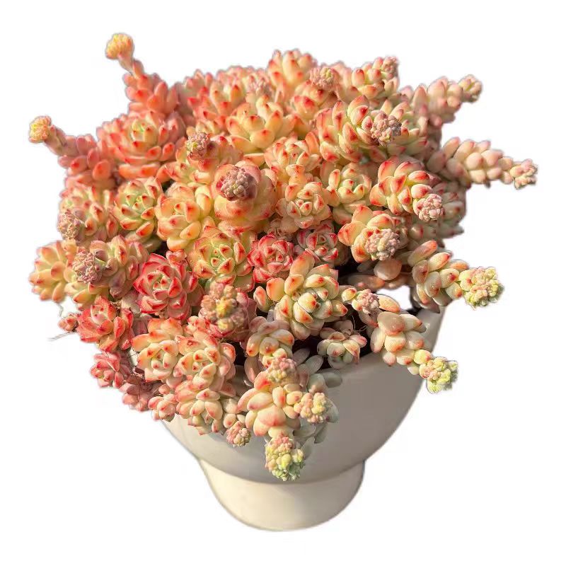 {焦糖精灵} 发2盆 带盆土发  新手好养活 室内外养 金喜多肉