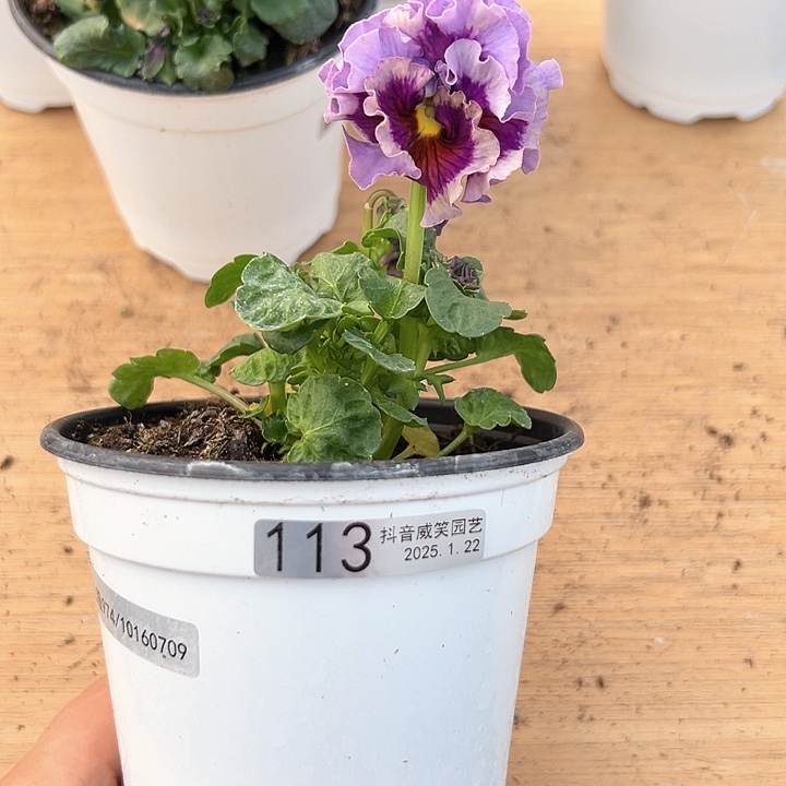 红陶抖音直播闪拍113