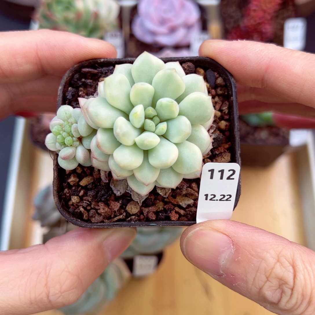 好好看112、哈哈哈哈