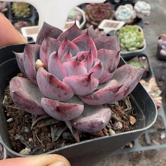 159黑天鹅多肉植物多