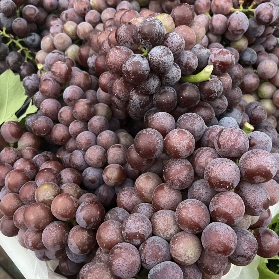 马陆夏黑脆甜无籽新鲜水果先亏20箱