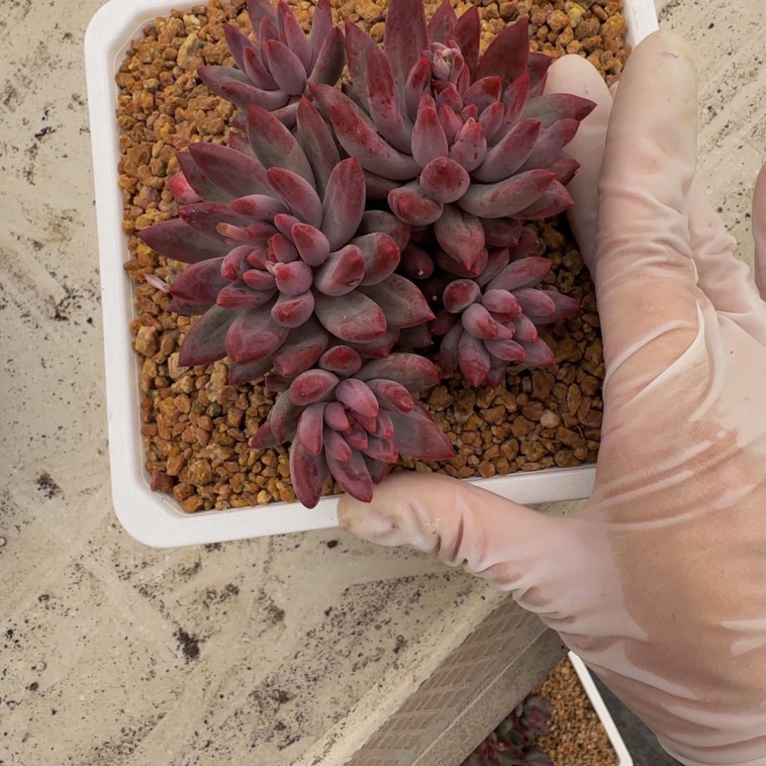 r r r r r r r r r r 17