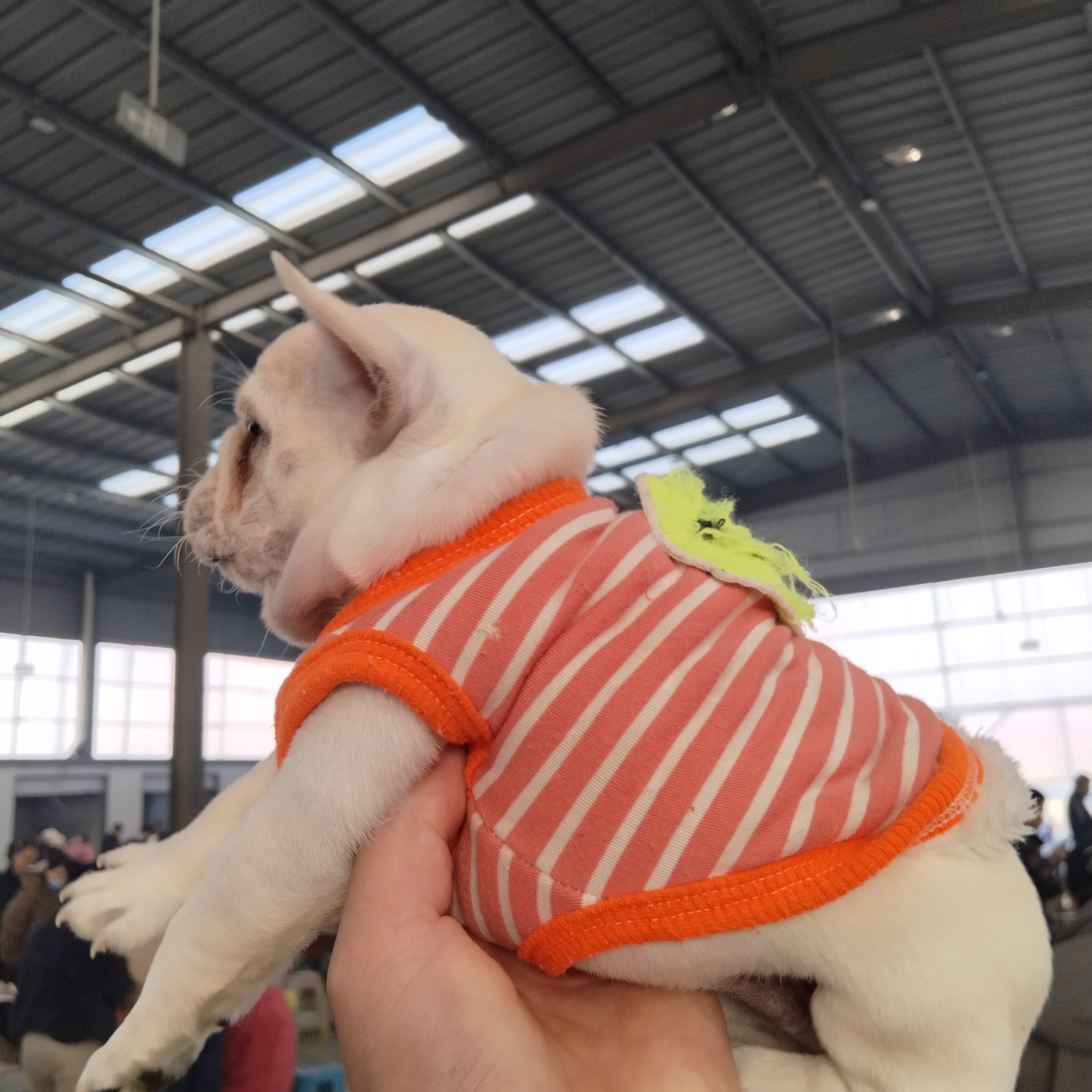 狗狗衣服冬季保暖加绒背心可牵引防掉毛宠物猫咪幼犬泰迪比熊适用