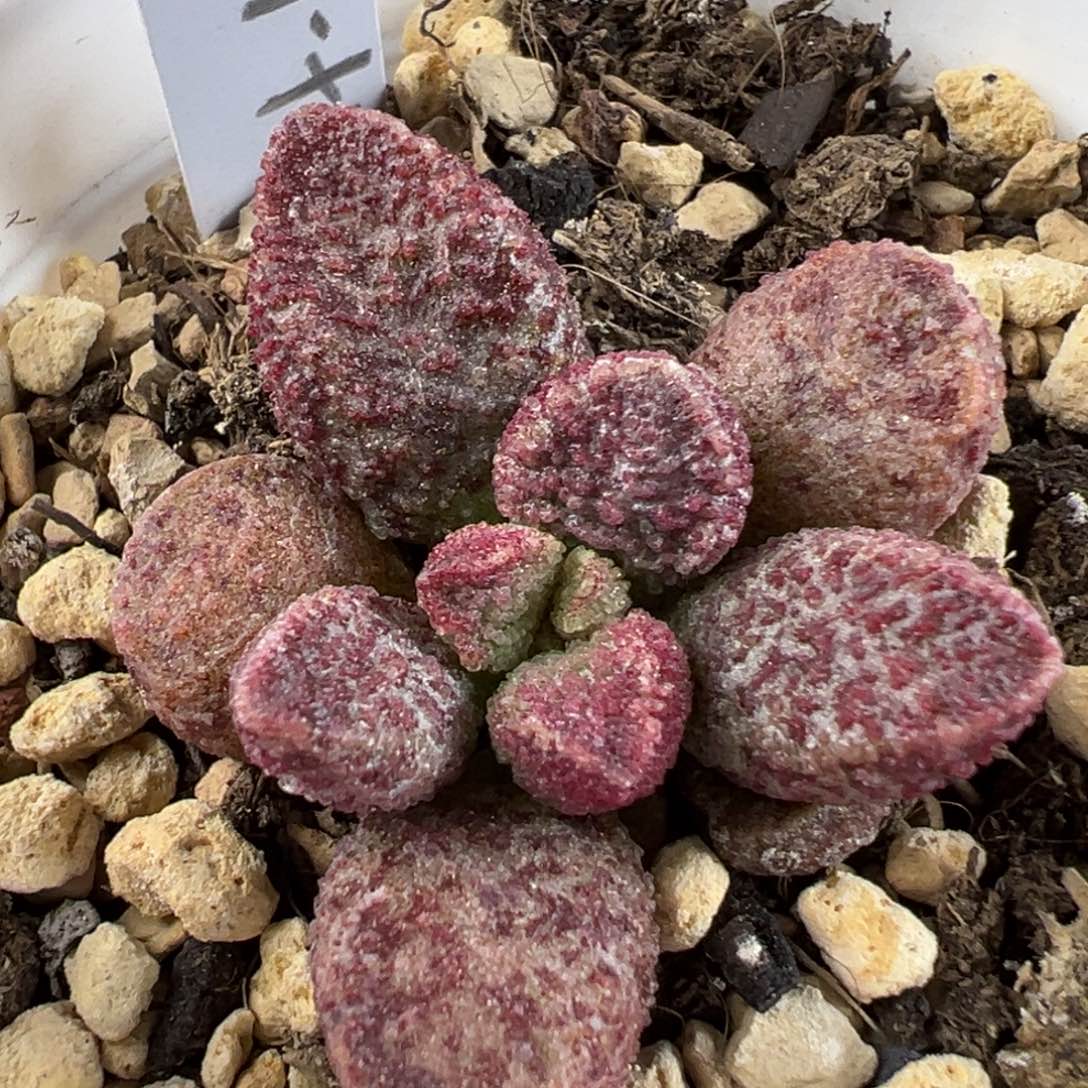 实生024-1835花斑多肉植物水泡