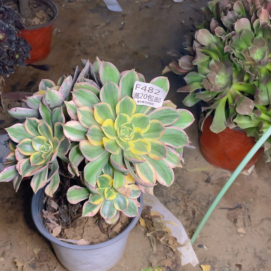 482灿烂多肉法师有伤