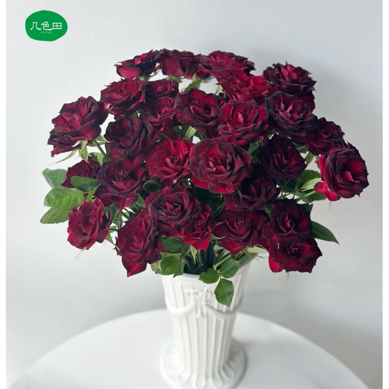 万花筒----稀有多头玫瑰云南直发鲜花云南花插花鲜花 