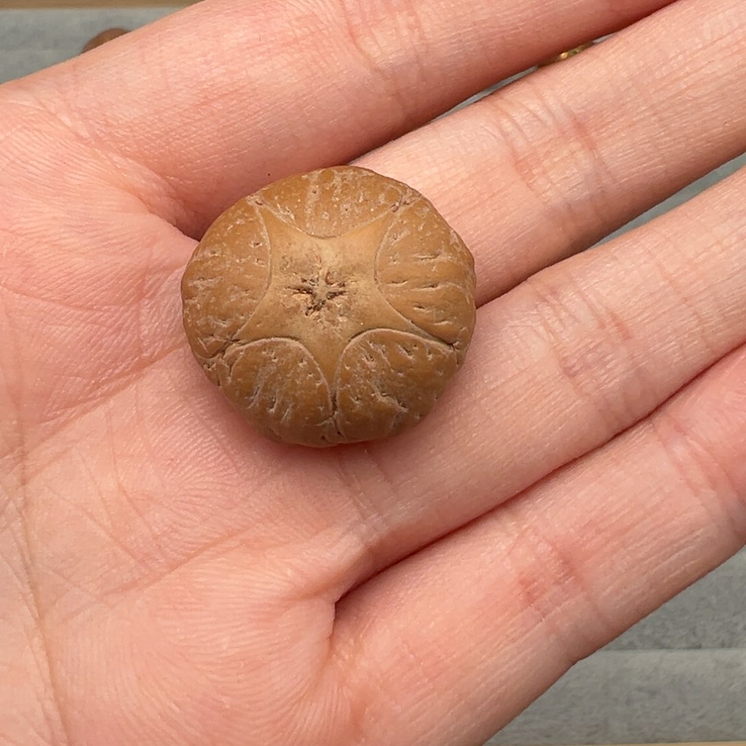 凤眼菩提吊坠用****0五星22➕