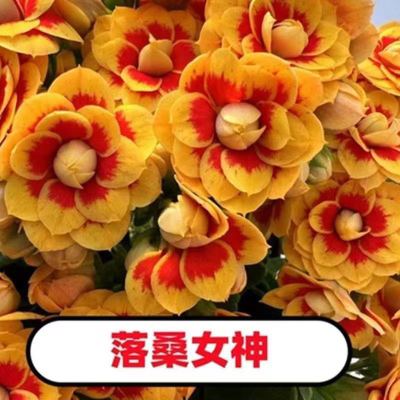 洛桑女神长寿花带花苞花卉鲜花阮迪慧植物耐寒三国花花开半夏