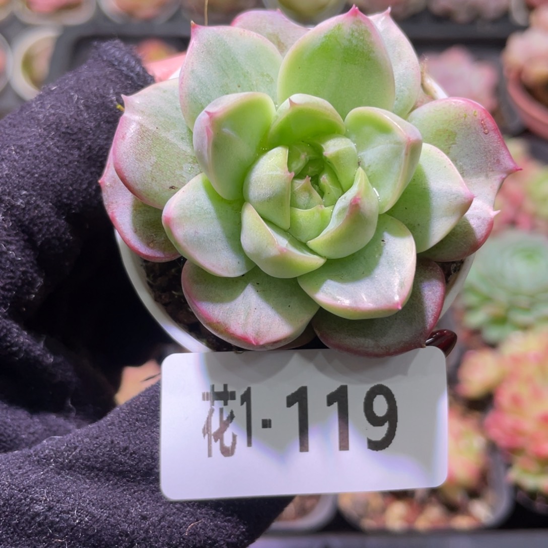 花利美1-119新品锦