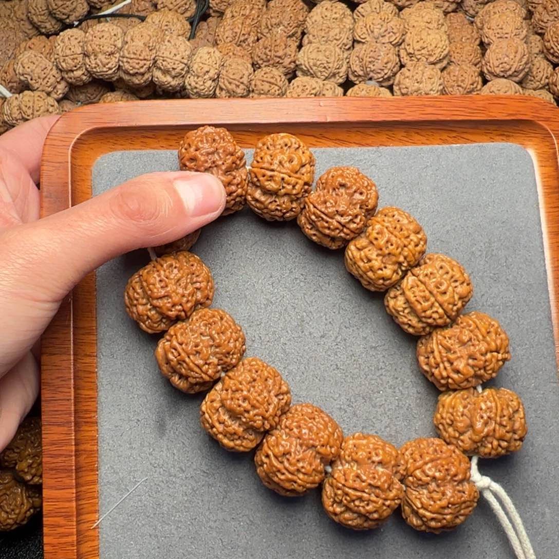 菩提47号尼泊尔大金刚27.5矮壮梅花