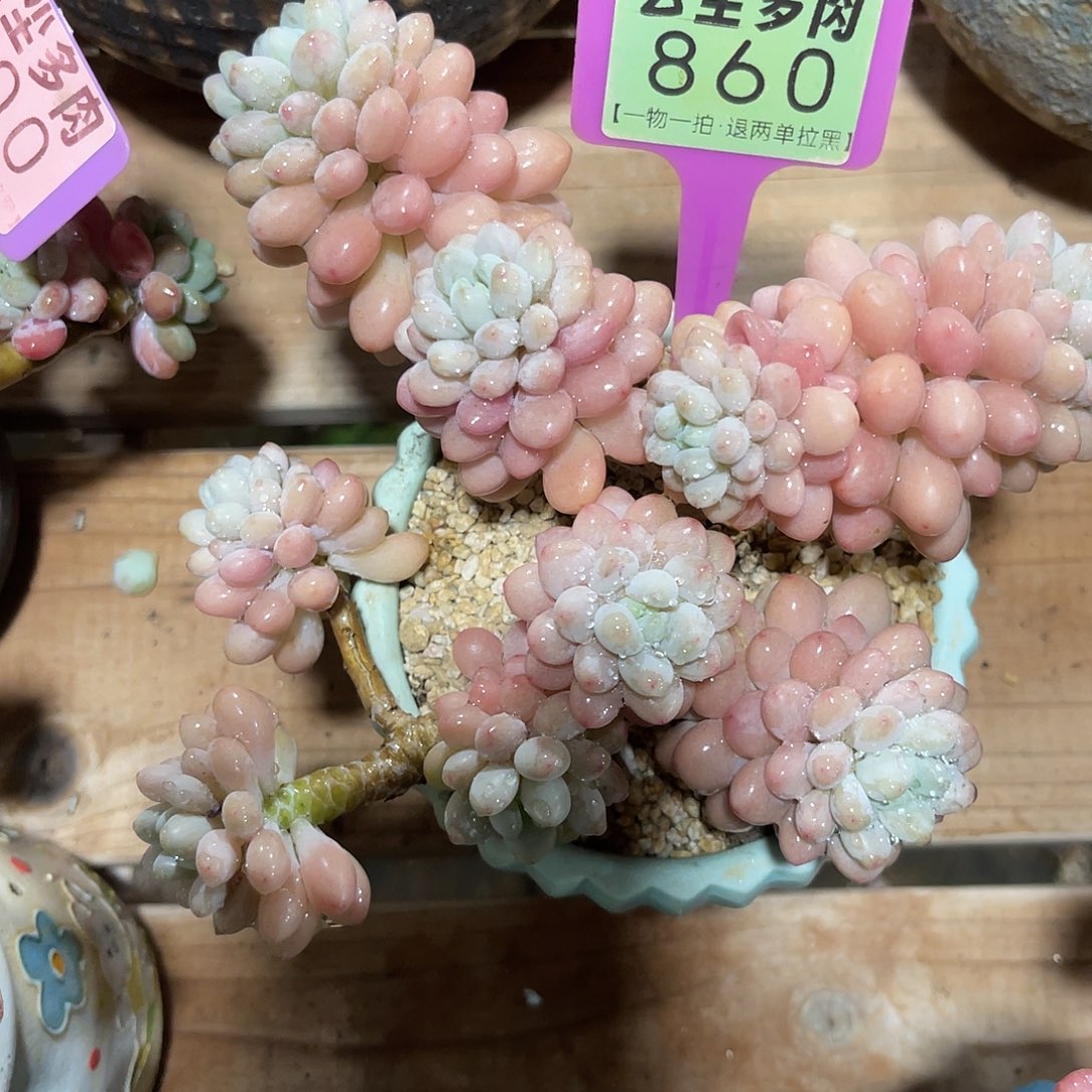 云尘多肉一物一拍 不含盆 860,