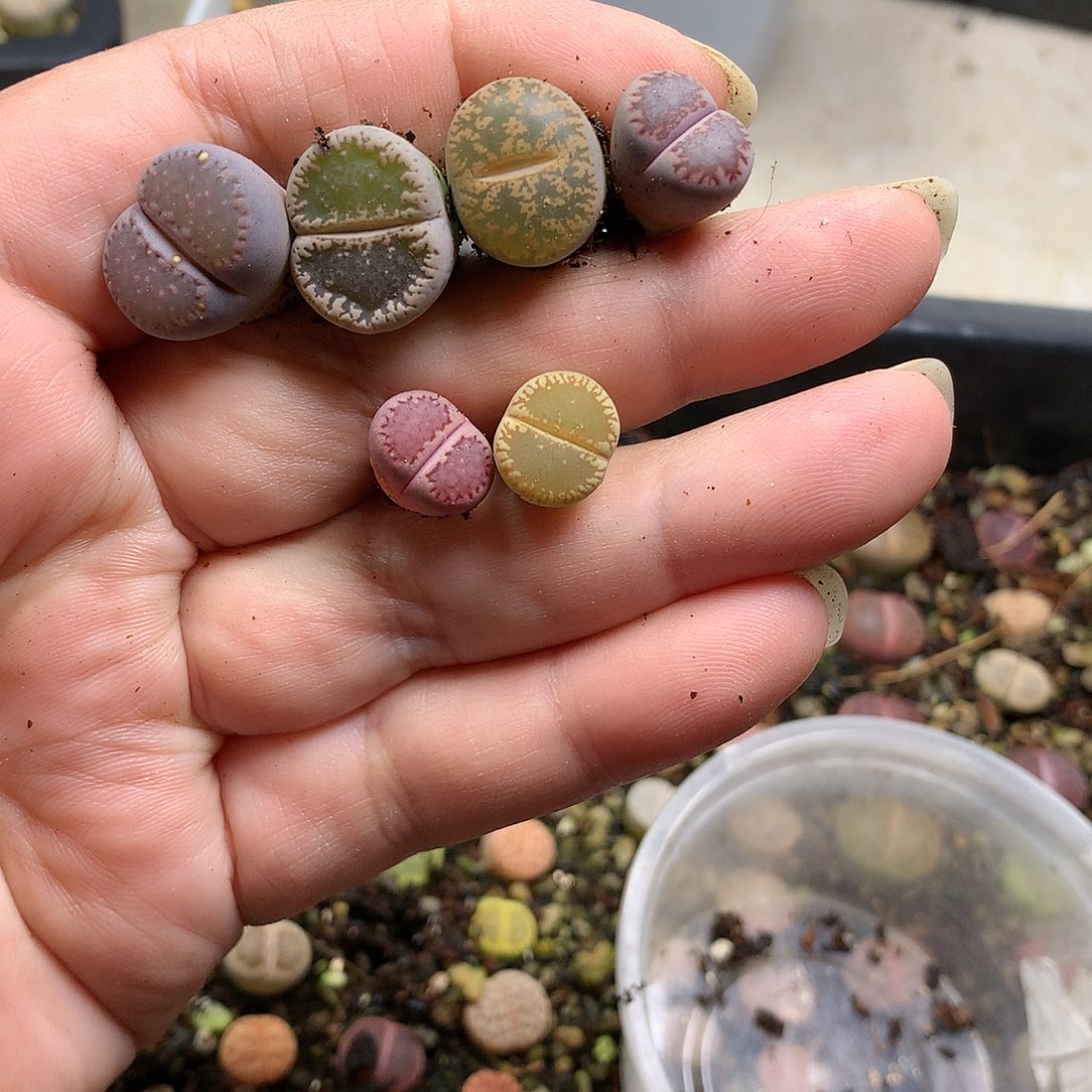 小*邦D418多肉植物保护研究所