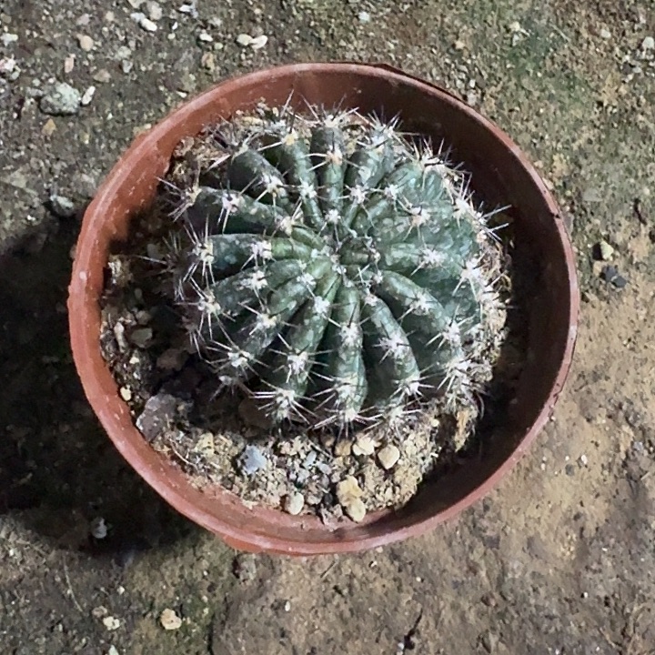 一***伞073彩草一颗开花美