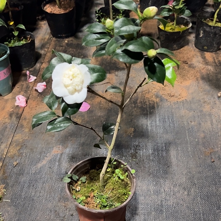 大部分花苞少量开放，白卜半