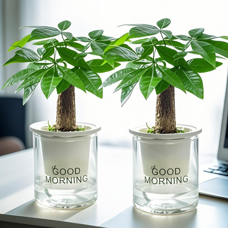 【买一送一】发财树室内小盆栽桌面绿植水培植物耐旱好养四季常绿