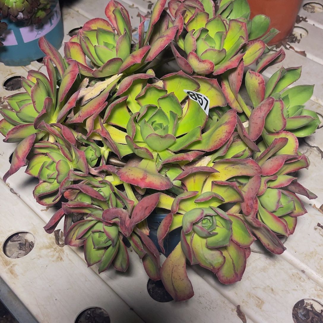 法师法师7/-14包邮法师