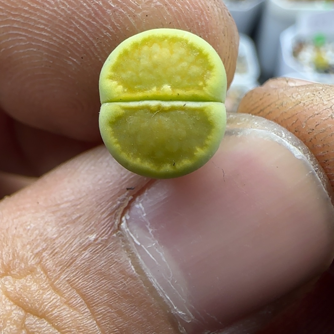 899 生石花大棚直播