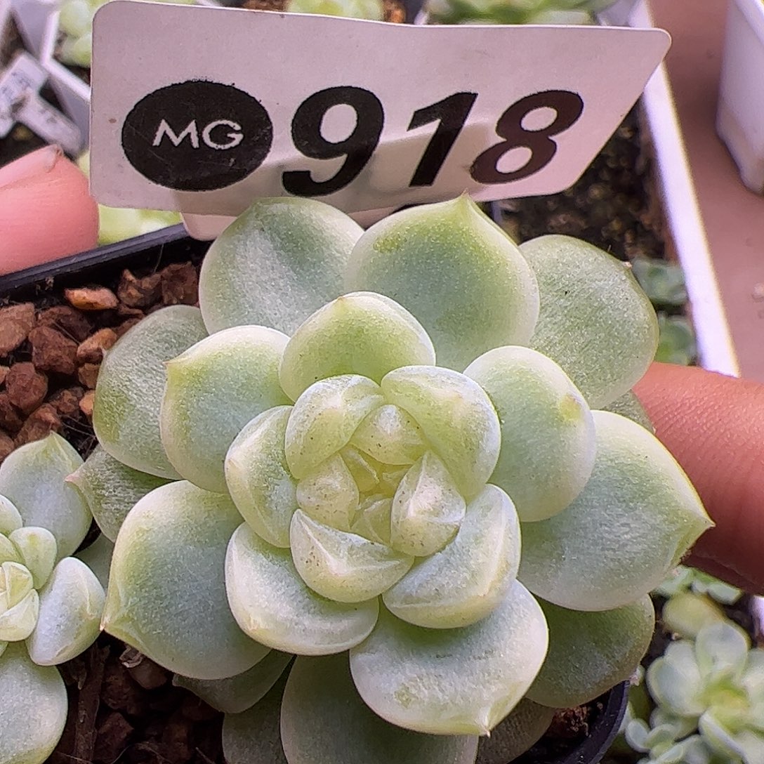 泼天918福利啦啦啦啦啦