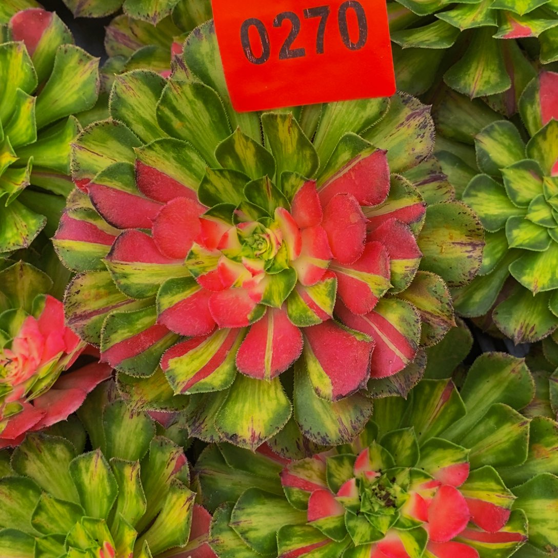 柚***甜0270多肉植物知否